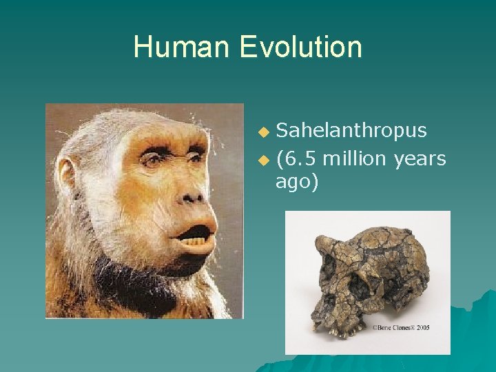 Human Evolution Sahelanthropus u (6. 5 million years ago) u 