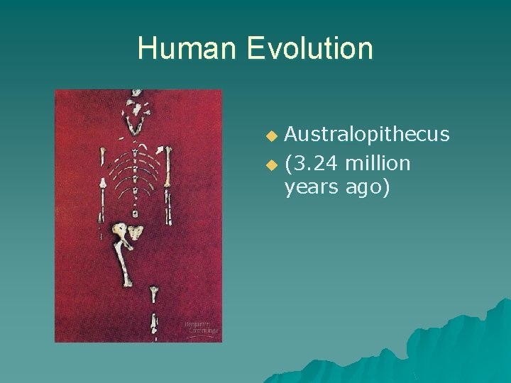 Human Evolution Australopithecus u (3. 24 million years ago) u 