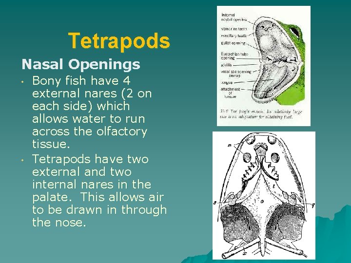 Tetrapods Nasal Openings • • Bony fish have 4 external nares (2 on each
