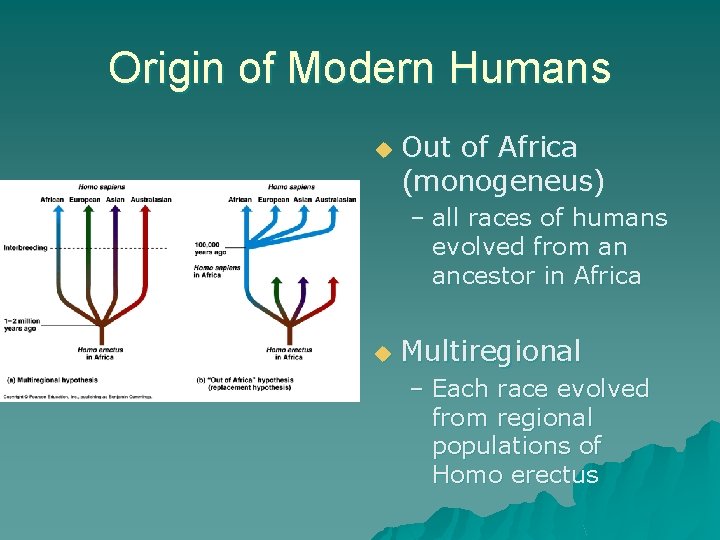 Origin of Modern Humans u Out of Africa (monogeneus) – all races of humans