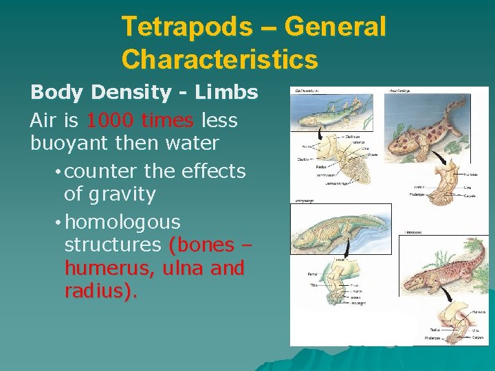 Tetrapods – General Characteristics Body Density - Limbs Air is 1000 times less buoyant