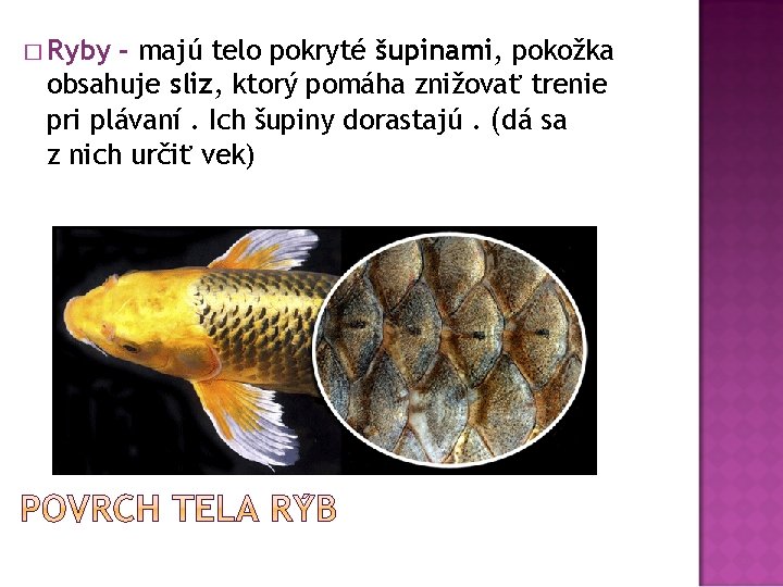 � Ryby - majú telo pokryté šupinami, pokožka obsahuje sliz, ktorý pomáha znižovať trenie
