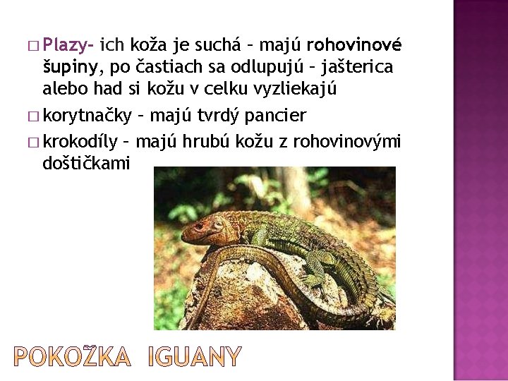 � Plazy- ich koža je suchá – majú rohovinové šupiny, po častiach sa odlupujú