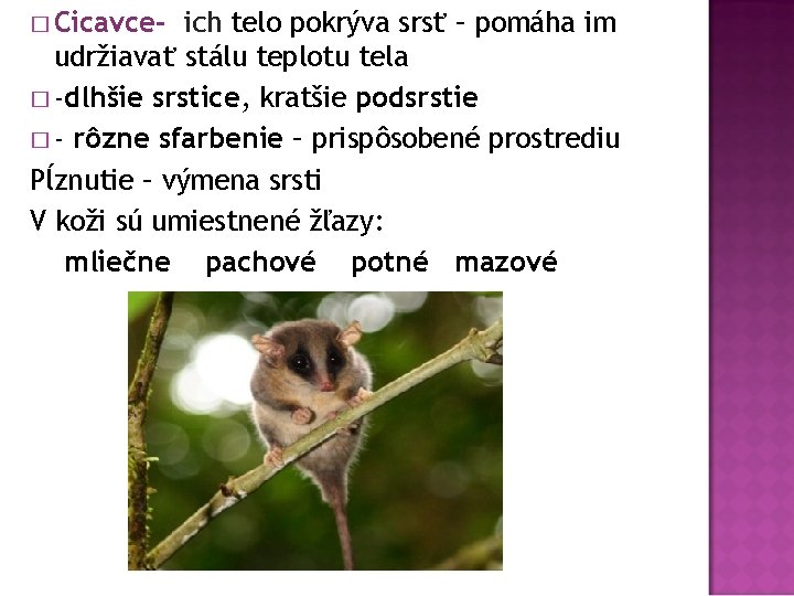 � Cicavce- ich telo pokrýva srsť – pomáha im udržiavať stálu teplotu tela �