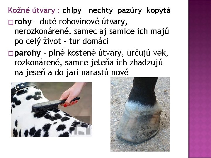 Kožné útvary : chlpy nechty pazúry kopytá � rohy - duté rohovinové útvary, nerozkonárené,