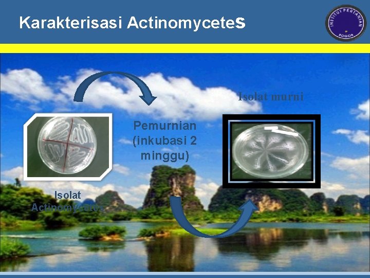 Karakterisasi Actinomycetes Isolat murni Pemurnian (inkubasi 2 minggu) Isolat Actinomycetes 