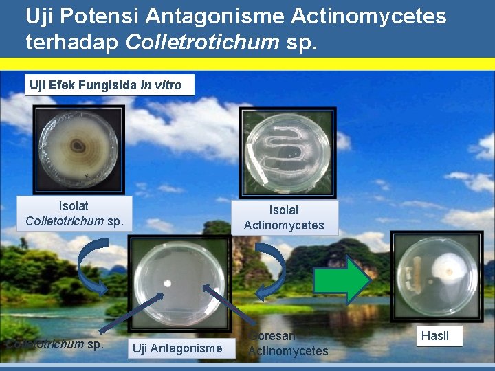 Uji Potensi Antagonisme Actinomycetes terhadap Colletrotichum sp. Uji Efek Fungisida In vitro Isolat Colletotrichum