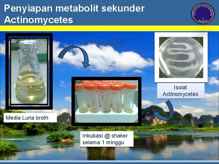 Penyiapan metabolit sekunder Actinomycetes 15 ml per tabung Isolat Actinomycetes Media Luria broth Satu