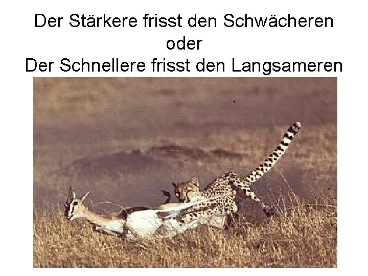 Der Stärkere frisst den Schwächeren oder Der Schnellere frisst den Langsameren 