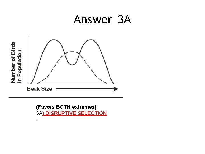 Answer 3 A (Favors BOTH extremes) 3 A) DISRUPTIVE SELECTION. 