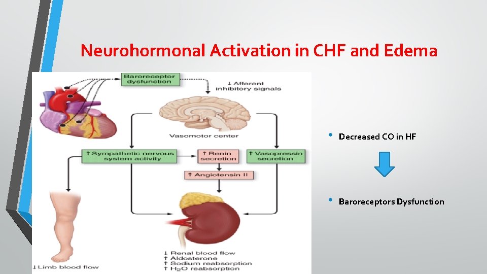 Neurohormonal Activation in CHF and Edema • Decreased CO in HF • Baroreceptors Dysfunction