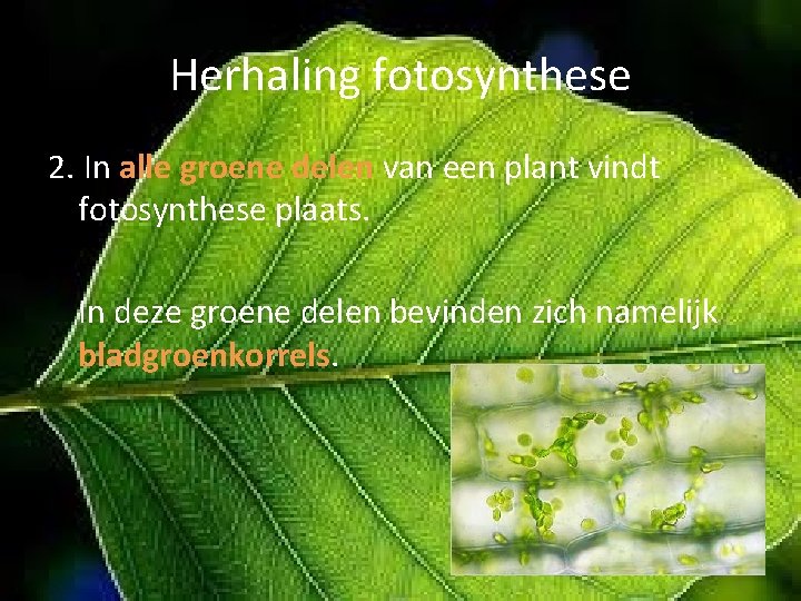 Herhaling fotosynthese 2. In alle groene delen van een plant vindt fotosynthese plaats. In