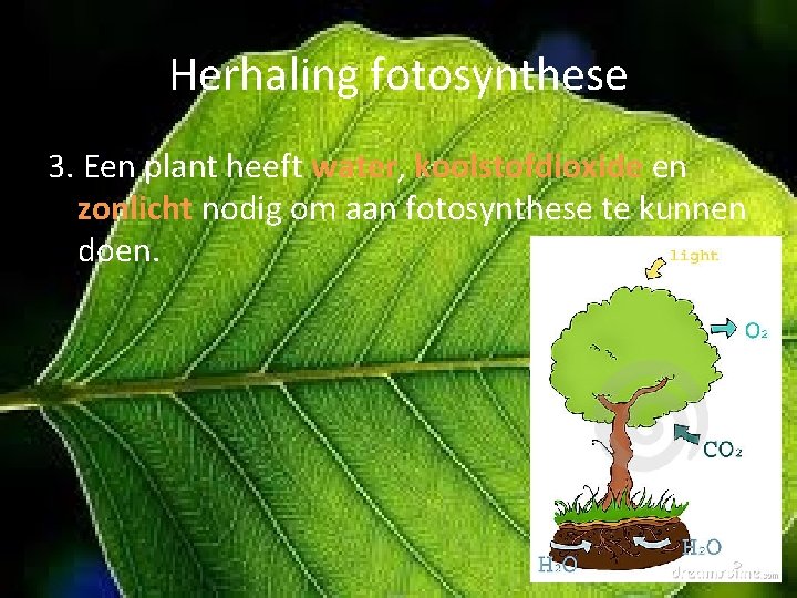 Herhaling fotosynthese 3. Een plant heeft water, koolstofdioxide en zonlicht nodig om aan fotosynthese