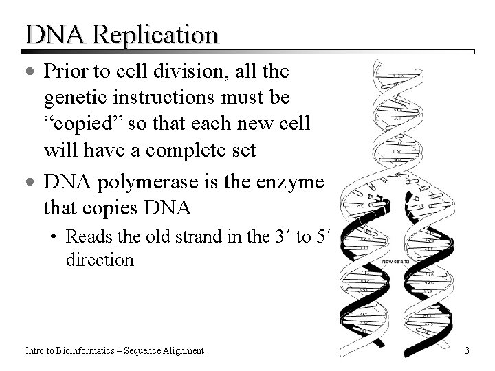DNA Replication · Prior to cell division, all the genetic instructions must be “copied” DNA Replication · Prior to cell division, all the genetic instructions must be “copied”