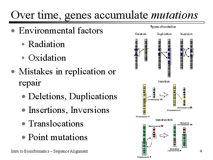 Over time, genes accumulate mutations · Environmental factors • Radiation • Oxidation · Mistakes Over time, genes accumulate mutations · Environmental factors • Radiation • Oxidation · Mistakes