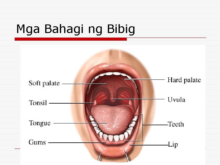 Mga Bahagi ng Bibig Mga Bahagi ng Bibig