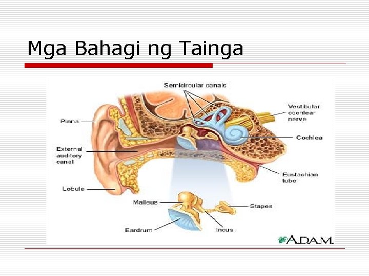 Mga Bahagi ng Tainga Mga Bahagi ng Tainga