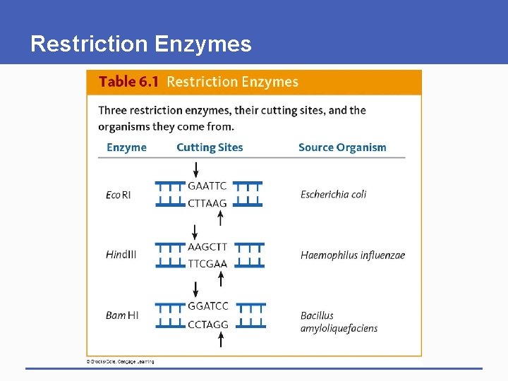 Chapter 6 Biotechnology Central Points Recombinant DNA technology