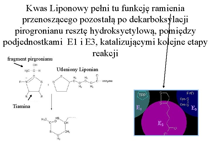 Kwas Liponowy pełni tu funkcję ramienia przenoszącego pozostałą po dekarboksylacji pirogronianu resztę hydroksyetylową, pomiędzy