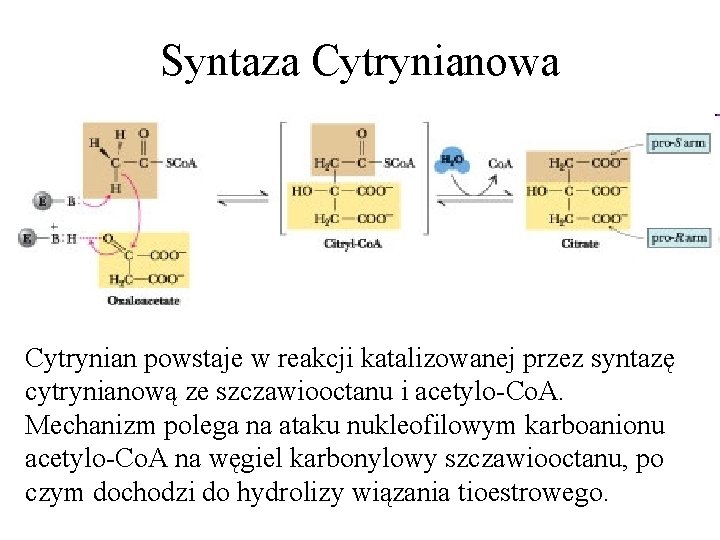 Syntaza Cytrynianowa Cytrynian powstaje w reakcji katalizowanej przez syntazę cytrynianową ze szczawiooctanu i acetylo-Co.