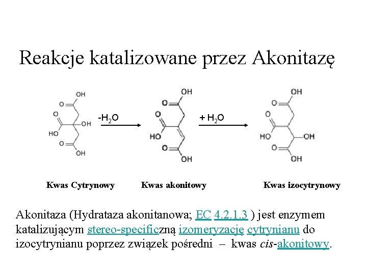 Reakcje katalizowane przez Akonitazę -H 2 O Kwas Cytrynowy + H 2 O Kwas