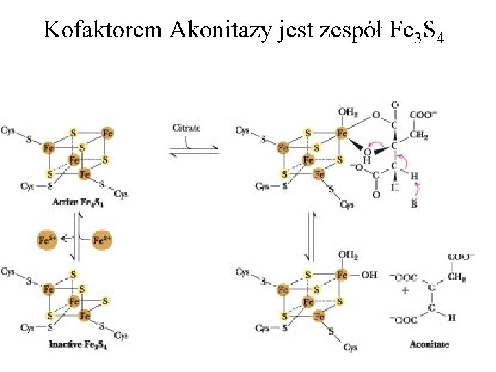 Kofaktorem Akonitazy jest zespół Fe 3 S 4 