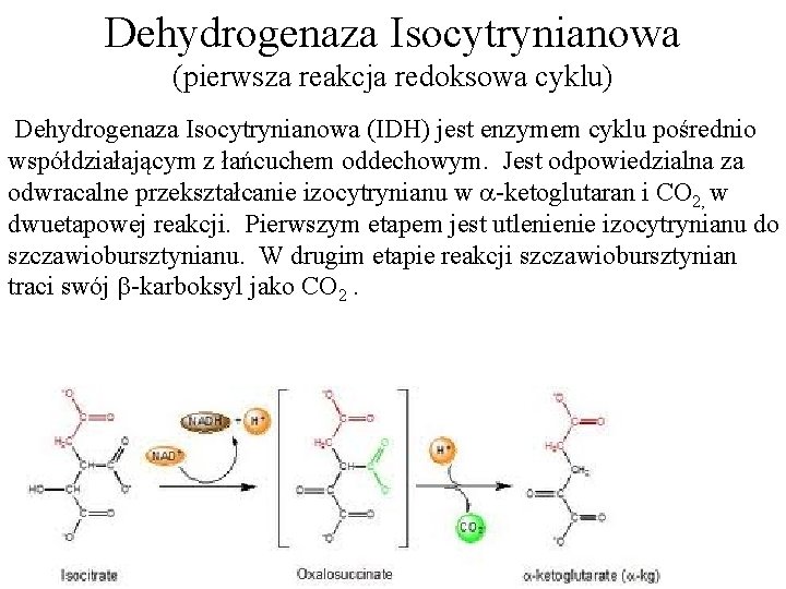 Dehydrogenaza Isocytrynianowa (pierwsza reakcja redoksowa cyklu) Dehydrogenaza Isocytrynianowa (IDH) jest enzymem cyklu pośrednio współdziałającym