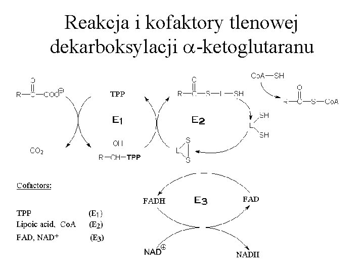 Reakcja i kofaktory tlenowej dekarboksylacji -ketoglutaranu 