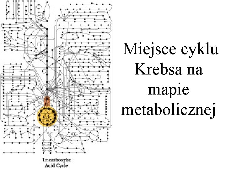  Miejsce cyklu Krebsa na mapie metabolicznej 