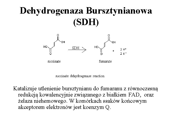 Dehydrogenaza Bursztynianowa (SDH) Katalizuje utlenienie bursztynianu do fumaranu z równoczesną redukcją kowalencyjnie związanego z