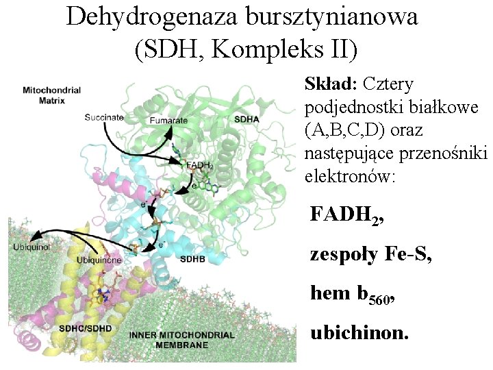 Dehydrogenaza bursztynianowa (SDH, Kompleks II) Skład: Cztery podjednostki białkowe (A, B, C, D) oraz