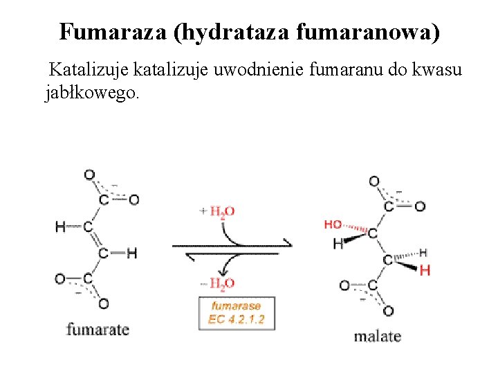Fumaraza (hydrataza fumaranowa) Katalizuje katalizuje uwodnienie fumaranu do kwasu jabłkowego. 