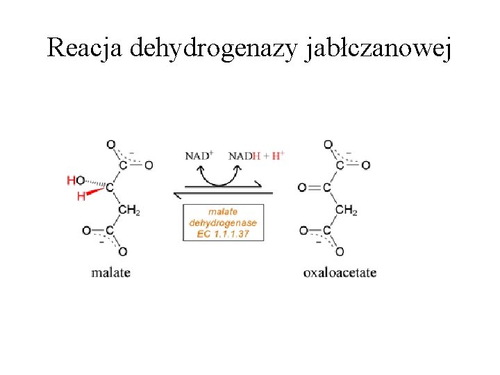 Reacja dehydrogenazy jabłczanowej 