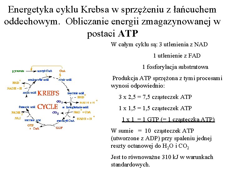 Energetyka cyklu Krebsa w sprzężeniu z łańcuchem oddechowym. Obliczanie energii zmagazynowanej w postaci ATP