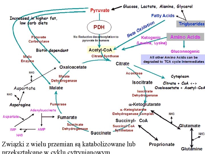 Związki z wielu przemian są katabolizowane lub 
