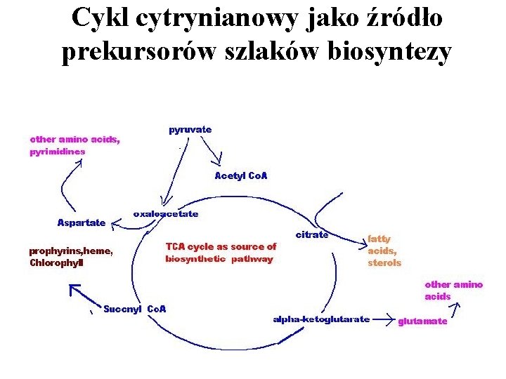 Cykl cytrynianowy jako źródło prekursorów szlaków biosyntezy 