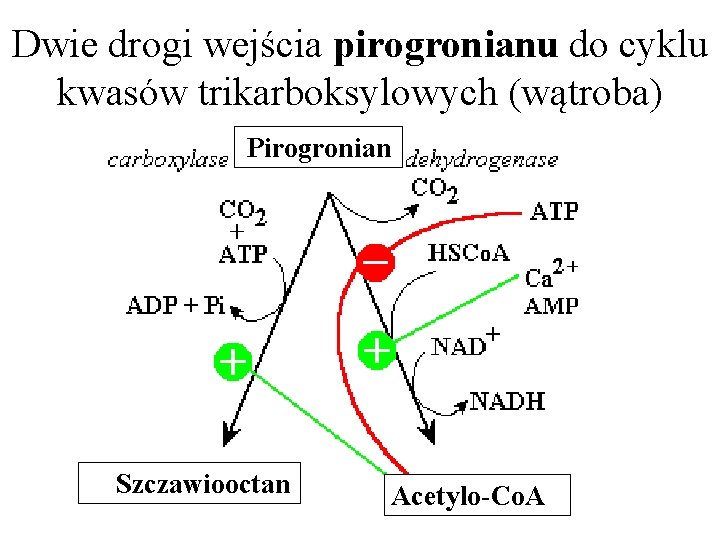 Dwie drogi wejścia pirogronianu do cyklu kwasów trikarboksylowych (wątroba) Pirogronian Szczawiooctan Acetylo-Co. A 