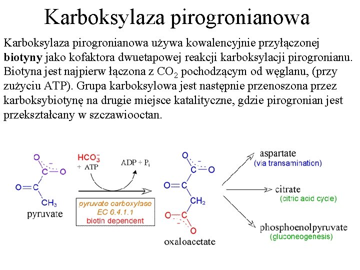 Karboksylaza pirogronianowa używa kowalencyjnie przyłączonej biotyny jako kofaktora dwuetapowej reakcji karboksylacji pirogronianu. Biotyna jest