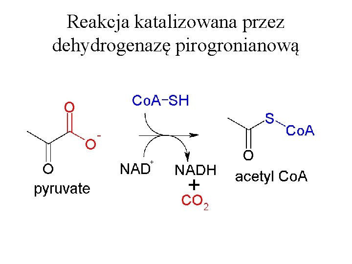 Reakcja katalizowana przez dehydrogenazę pirogronianową 