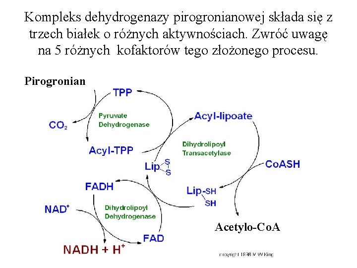 Kompleks dehydrogenazy pirogronianowej składa się z trzech białek o różnych aktywnościach. Zwróć uwagę na