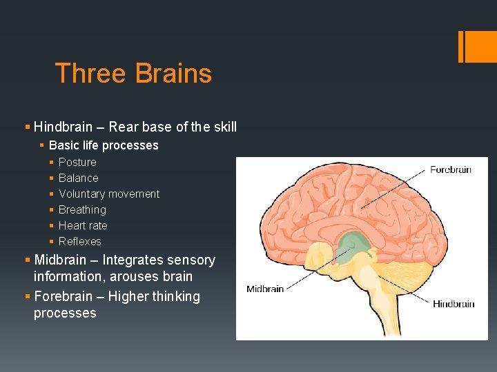 Three Brains § Hindbrain – Rear base of the skill § Basic life processes