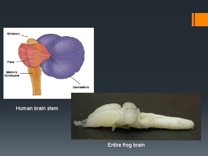 Human brain stem Entire frog brain 