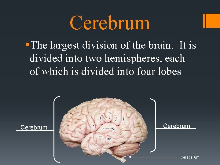 Cerebrum §The largest division of the brain. It is divided into two hemispheres, each