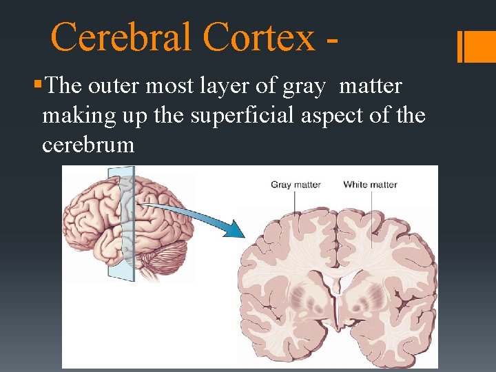 Cerebral Cortex §The outer most layer of gray matter making up the superficial aspect