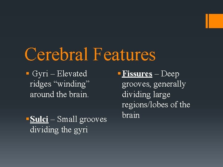 Cerebral Features § Gyri – Elevated ridges “winding” around the brain. § Sulci –