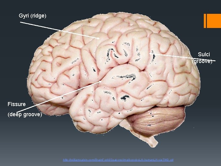 Gyri (ridge) Sulci (groove) Fissure (deep groove) http: //williamcalvin. com/Brain. For. All. Seasons/img/bonobo. LH-human.