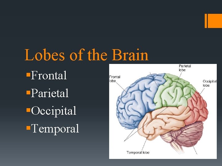 Lobes of the Brain §Frontal §Parietal §Occipital §Temporal 