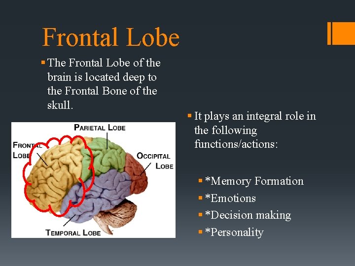 Frontal Lobe § The Frontal Lobe of the brain is located deep to the