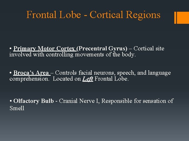 Frontal Lobe - Cortical Regions • Primary Motor Cortex (Precentral Gyrus) – Cortical site