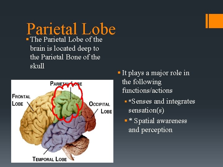 Parietal Lobe § The Parietal Lobe of the brain is located deep to the